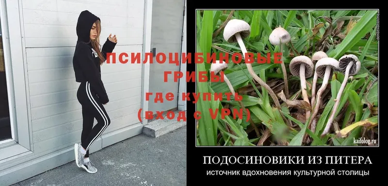 Галлюциногенные грибы Psilocybe Верещагино